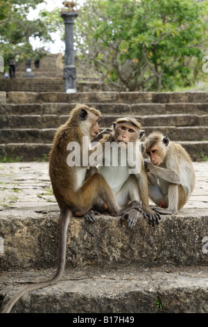 Affen auf der Treppe zum Tempel von Dambulla, Sri Lanka. Stockfoto