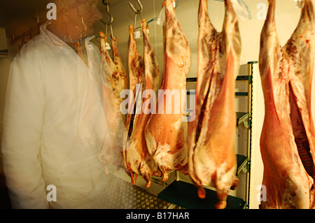 Ein Metzger Fleisch Kadaver untersuchen. Stockfoto
