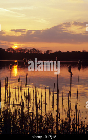 Frensham GREAT POND bei SONNENUNTERGANG mit Reedmace Schilfrohr am Rande des Sees in Silhouette im Vordergrund. Farnham Surrey England Großbritannien. Stockfoto