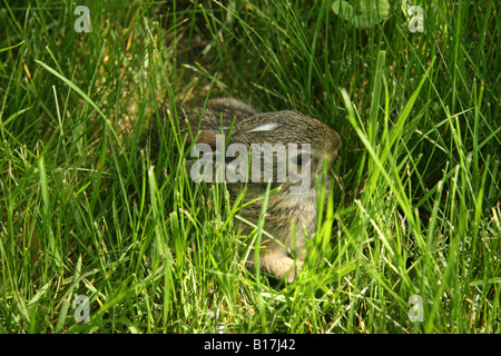 Östlichen Cottontail Kaninchen Kätzchen versteckt in hohe Gräser. Stockfoto