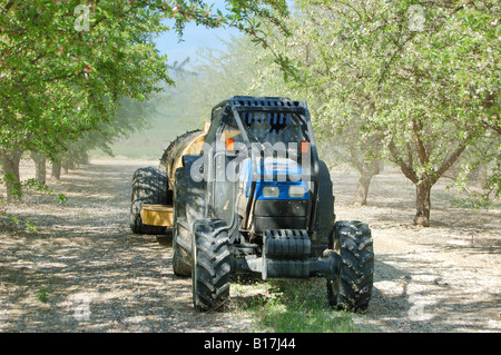 Anwendung der Nährstoff Blattsprühmittel eine Mandel Obstgarten-Frühjahr 2008 Stockfoto