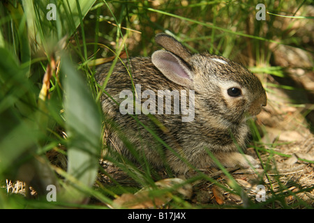 Östlichen Cottontail Kaninchen Kätzchen im Unterholz versteckt. Stockfoto