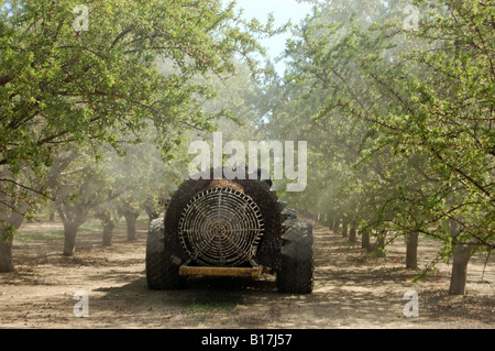 Anwendung der Nährstoff Blattsprühmittel eine Mandel Obstgarten-Frühjahr 2008 Stockfoto