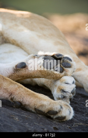 Vertikale Nahaufnahme von riesigen Löwe Panthera Leo Pfoten in Masai Mara Kenia Stockfoto