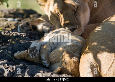 Nahaufnahme Landschaft Mutter und kleine Baby lion cub Schlafen auf dem Rücken Pfoten gewickelt berühren Mom Sonnenlicht auf Gesicht Panthera leo Masai Mara Kenia Stockfoto