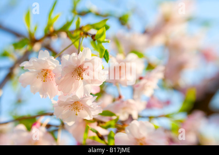 Frühlings-Blüte Stockfoto