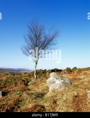 Downy Birke im Winter beim Hayne Down in der Nähe von großen Houndtor in den Dartmoor National Park Manaton Devon England Vereinigtes Königreich Stockfoto