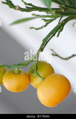 Die Mandarinen Früchte auf dem Ast der Mandarin Baum ohne Blätter Stockfoto