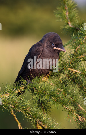 Junge Dohle Corvus Monedula thront im Baum suchen alert Potton Bedfordshire Stockfoto