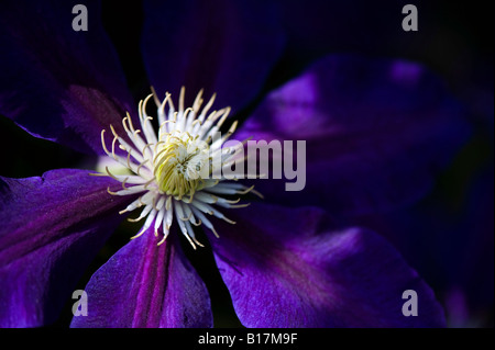 Clematis "The Vagabond" Blume Stockfoto