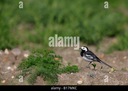 Trauerschnäpper Bachstelze Motacilla Alba auf Ackerland Ashwell Hertfordshire Stockfoto