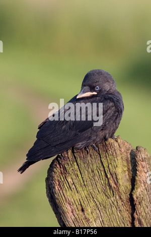 Junge Dohle Corvus Monedula am Altpörtel Potton Bedfordshire Stockfoto