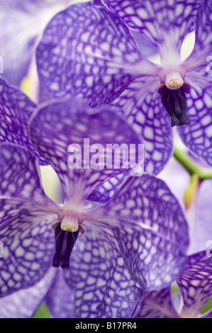 Vanda Sansai blue. Orchidee blüht Stockfoto
