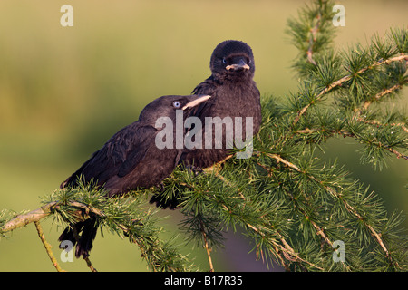 Junge Dohlen Corvus Monedula thront in Lärche Baum suchen alert Potton Bedfordshire Stockfoto