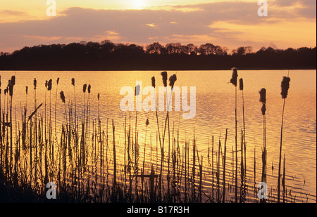 Frensham GREAT POND bei SONNENUNTERGANG mit Reedmace am Seeufer im Vordergrund gegen Sonnenschein auf dem Wasser. Farnham Surrey England Großbritannien Stockfoto