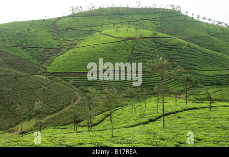 Teeplantage an Berghängen in der Nähe von Tekkadi Kerala Indien Stockfoto