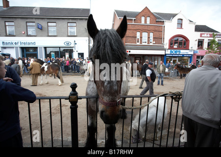 Pferd auf Geländer Zaun gebunden, während das Pferd fair auf die Hennef kann fair Stockfoto