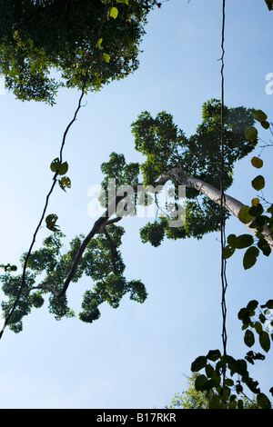 Eine Pause in den Regenwald, Sa Nang Manora Forest Park, Phang Nga, Thailand Stockfoto