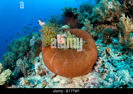 Rosa Anemonenfische in einem geschlossenen Anemone Amphiprion Perideraion Alona Beach Panglao Insel Bohol Philippinen Stockfoto