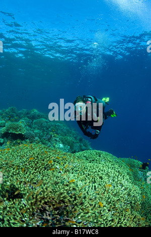Scuba Diver auf harte Korallenriff Stylophora Pistillata Cabilao Island Central Visayas-Philippinen Stockfoto
