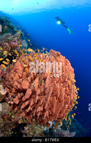 Taucher und Barrel sponge-Xestospongia Testudinaria Cabilao Island Central Visayas Philippinen Stockfoto