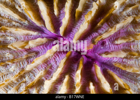 Detail der Pilz Korallen Pilzkorallen Fungites Cabilao Island Central Visayas-Philippinen Stockfoto