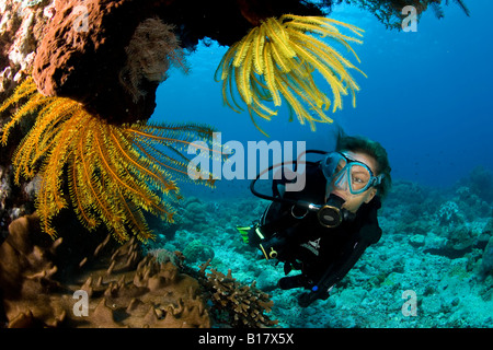 Taucher mit Feder Sterne Comatulida Dumaguete Apo Insel Negros Philippinen Stockfoto