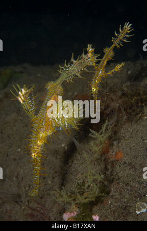 paar verzierten Geisterpfeifenfische Solenostomus Paradoxus Dumaguete Apo Insel Negros Philippinen Stockfoto