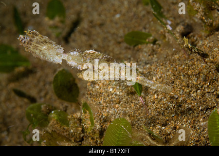 Robuste Geisterpfeifenfische Solenostomus Cyanopterus Dumaguete Apo Insel Negros Philippinen Stockfoto