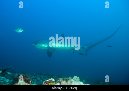 Drescherhai Alopias Vulpinus Insel Malapascua Cebu Philippinen Stockfoto