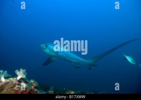 Drescherhai Alopias Vulpinus Insel Malapascua Cebu Philippinen Stockfoto