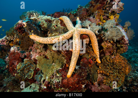 Komet Seestern Linckia multifora Insel Malapascua Cebu Philippinen Stockfoto