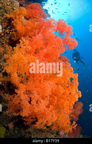 Taucher auf einer Wand bedeckt mit Weichkorallen Dendronephthya sp Maolboal Cebu Philippinen Stockfoto