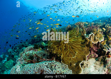Feather Star und Schwarm von Juwel Basslet Pseudanthias Squamipinnis Maolboal Cebu Philippinen Stockfoto