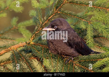 Junge Dohle Corvus Monedula thront im Baum suchen alert Potton Bedfordshire Stockfoto