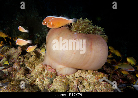 Rosa Anemonefishes in geschlossenen Anemone Amphiprion Perideraion Maolboal Cebu Philippinen Stockfoto