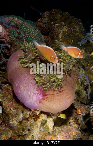 Rosa Anemonefishes in geschlossenen Anemone Amphiprion Perideraion Maolboal Cebu Philippinen Stockfoto