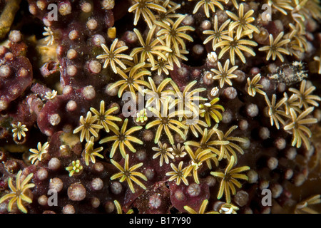 Detail des Organ Pipe Coral Tubipora Musica Maolboal Cebu Philippinen Stockfoto