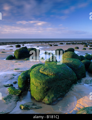 Algen bedeckten Bolders an einem Sandstrand in Hunstanton, Norfolk, UK, fangen die Abendsonne Stockfoto