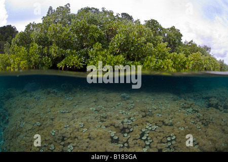 Weichkorallen und Mangroven split Image Sarcophyton Rhizophora Raja Ampat West Papua Indonesien Stockfoto