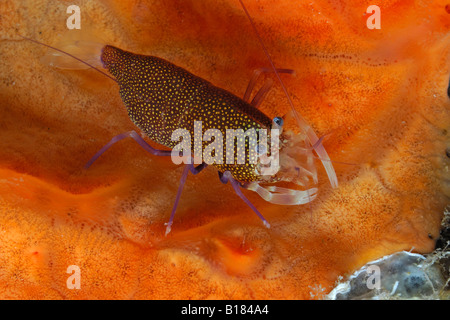 Hummel Garnelen Gnathophyllum Elegans Triscavac Bay Susac Insel Adria Kroatien entdeckt Stockfoto
