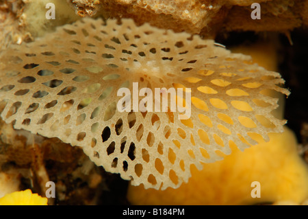 Neptun Bryozoan Reteporella Couchii Triscavac Bay Susac Insel Adria Kroatien Stockfoto