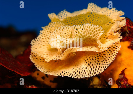 Neptun Bryozoan Reteporella Couchii Triscavac Bay Susac Insel Adria Kroatien Stockfoto