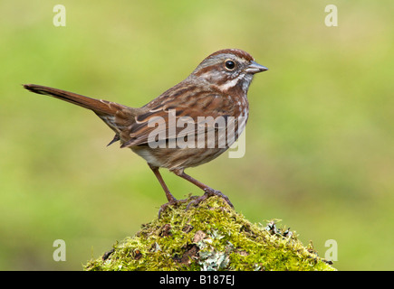 Singammer, Victoria, Vancouver Island, British Columbia, Kanada. Stockfoto