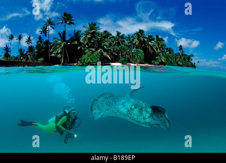 Taucher und Stingray Taeniura Meyeni digitale Komposition Stockfoto