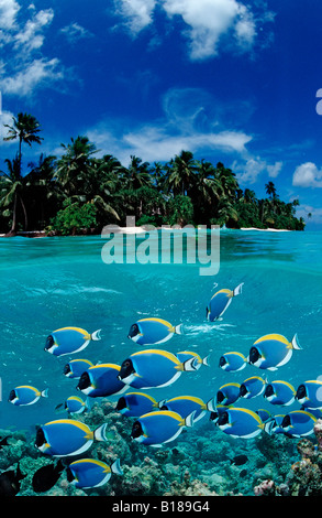 Schulzeit weißen Brüsten Chirurgen Acanthurus Leucosternum digitale Komposition Stockfoto