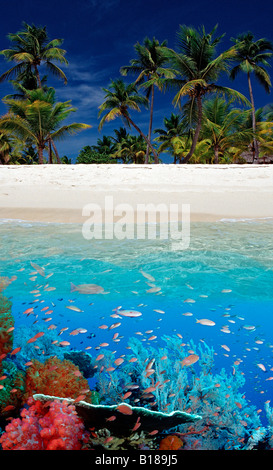 Korallenriff und Insel Pseudanthias Digital Zusammensetzung Stockfoto