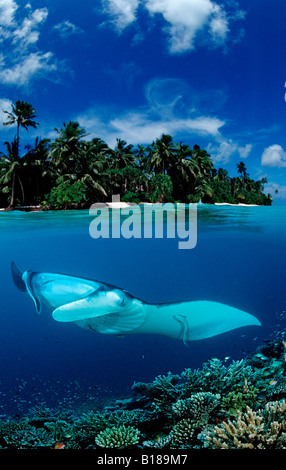 Manta und Insel Manta Birostris Digital Zusammensetzung Stockfoto