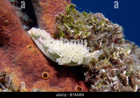 Salat Seeschnecke Tridachia Crispata Karibik Niederlande Antillen Aruba Stockfoto