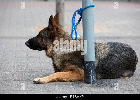 Elsässer Deutscher Schäferhund gebunden warten auf Besitzer Hennef Nordirland Posten Stockfoto